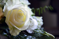 bílá růže, zdroj: www.pixabay.com, CCO